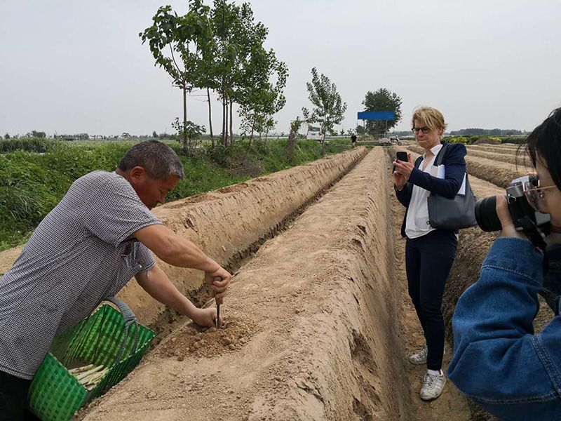 蘆筍種植的施肥方法對蘆筍有什么影響